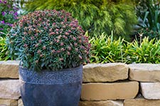 Euphorbia Ascot Liliput